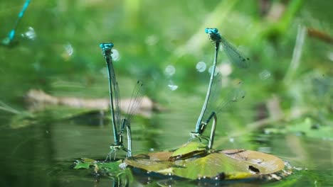 Nahaufnahme-Von-Libellenpaaren-Blauer-Damselfly,-Die-Eier-Auf-Teichwasser-In-Grüner-Wilder-Vegetation-Legen,-Die-Auf-Einem-Blatt-Auf-Wasserreflexion-Sitzen