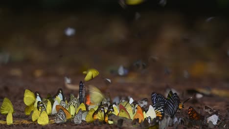 Warm-colours-casted-by-the-afternoon-sun-within-the-forest-revealing-a-swarm-of-different-kinds-of-butterflies-on-the-rainforest-ground,-Kaeng-Krachan-National-Park,-Thailand