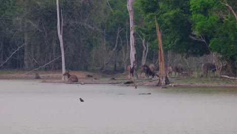 Male-individuals-jousting-with-their-horns-while-the-herd-is-resting-on-the-ground-at-the-lake,-Sambar-Deer,-Rusa-unicolor,-Phu-Khiao-Wildlife-Sanctuary,-Thailand
