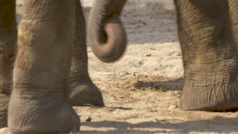 Two-elephants-using-their-trunks-to-pick-up-sand-from-the-dry-savannah-ground
