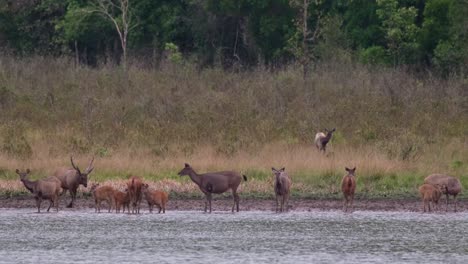 An-individual-left-on-the-grass-grazing,-a-stag-moving-on-the-water-going-to-a-female,-herd-resting,-Sambar-Deer,-Rusa-unicolor,-Phu-Khiao-Wildlife-Sanctuary,-Thailand