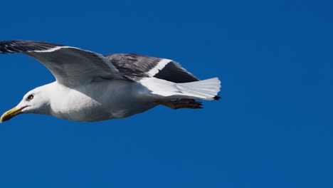 Seagull-Soaring-Against-Blue-Sky-Background