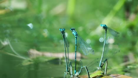 Three-Couple-Of-Damselfly-Connected-Tail-to-head-Laying-Eggs-On-River