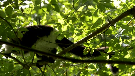 Black-and-white-ruffed-lemur-climbing-a-tree-on-the-island-of-Madagascar