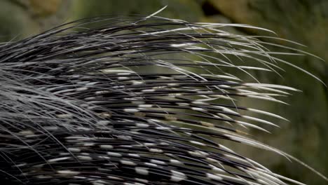 Close-Up-of-Long-black-and-white-defensive-Quills-of-Cape-porcupine
