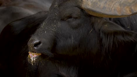 Close-up-side-view-of-a-chewing-Domestic-buffalo