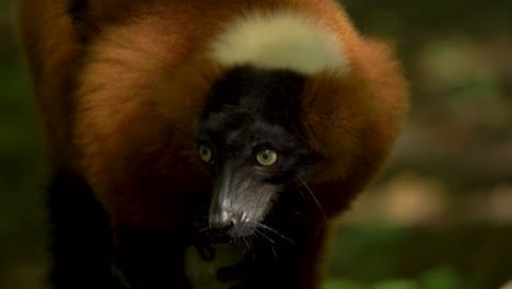 Ein-Niedlicher-Roter-Gekräuselter-Lemur,-Der-Sich-Mit-Schönen-Augen-Umsieht