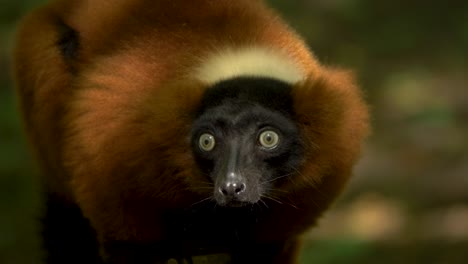 Red-ruffed-lemur-with-piercing-eyes,-staring-head-on