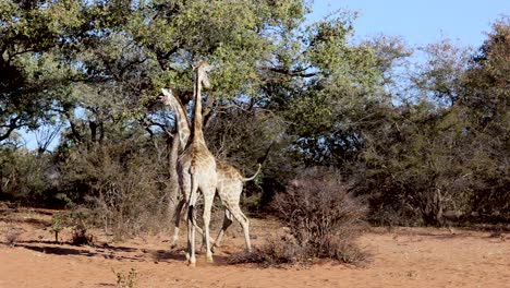 Couple-of-giraffe-playing-in-Namibia,-Africa.-Slow-motion