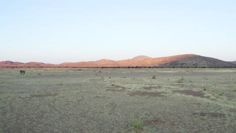 Elefante-Africano-En-Peligro-De-Extinción-En-El-Parque-Nacional-De-Etosha-En-Namibia,-áfrica