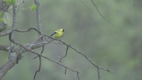 An-American-Gold-Finch-Flying-From-A-Tree-Branch