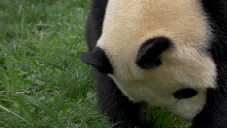 Cute-funny-Panda-walking-around-on-green-grass-in-southwest-China