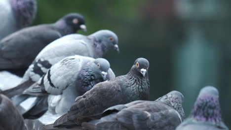 Selected-focus-of-a-pigeon-looking-at-camera