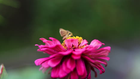 Gartenschmetterling-Arbeitet-An-Einer-Rosa-Blume