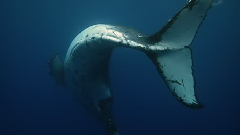 A-graceful-humpback-whale-covered-in-scars-swims-and-plays-in-the-ocean---underwater-first-person-view