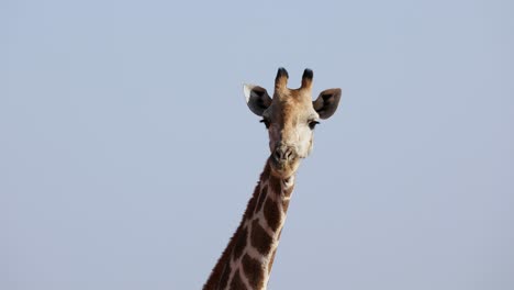 Angolanische-Giraffe,-Die-In-Den-Afrikanischen-Ebenen-In-Namibia,-Nahaufnahmeporträt-Anstarrt