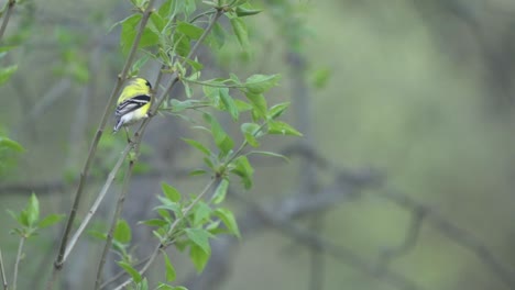 American-Gold-Finch-Perched-On-A-Tree-Branch-Takes-Flight