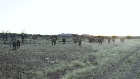 Familie-Afrikanischer-Elefanten,-Die-In-Der-Abenddämmerung-Langsam-Gemeinsam-über-Grasland-Wandern,-Totale