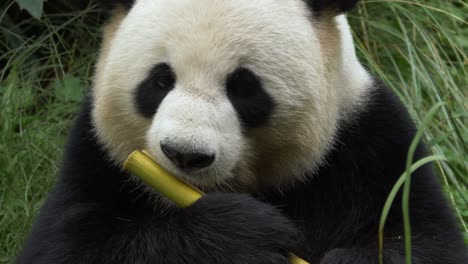 Vorderansicht-Eines-Pandas-Peeling-Der-Haut-Eines-Bambus