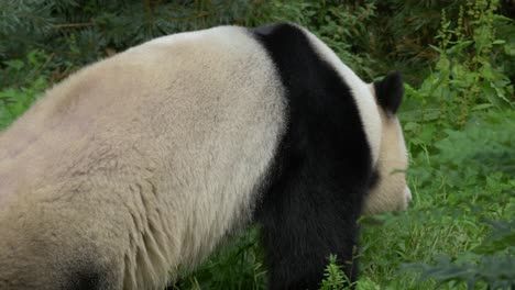 Tracking-shot-of-an-adult-female-Panda-walking-through-the-green-moist-forest-of-China