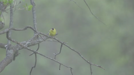 American-Gold-Finch-Perched-On-A-Tree-Branch-During-Spring