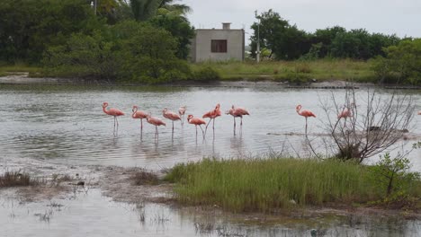 Gruppe-Von-Flamingos-In-Der-Nähe-Der-Straße