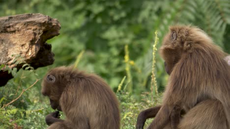 Two-bleeding-heart-monkeys,-Theropithecus,-gelada-baboon-sitting-together-in-the-Semien-Mountains