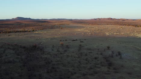 Vista-Aérea-De-Una-Manada-De-Elefantes-Pastando-En-Pastizales-En-Kaokoland,-Namibia