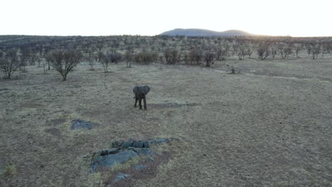 One-Male-African-Elephant-Standing-Alone-in-Namibia-Savannah-near-Etosha