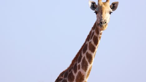 Bewegungslose-Giraffe,-Die-Kamera-Betrachtet