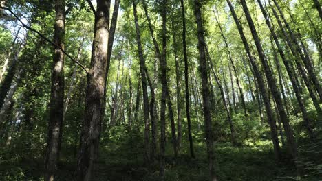 Von-Bäumen-In-Einem-Wald-Umgeben-Sein:-180-Grad-Drehansicht