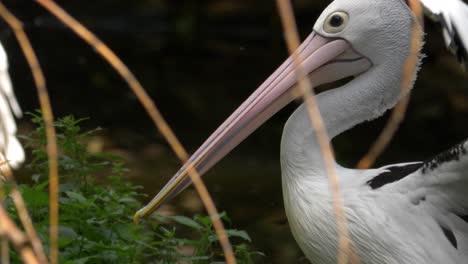 Lange-Nahaufnahme-Des-Großen-Australischen-Pelikans,-Der-Flügel-Dehnt-Und-Schlägt