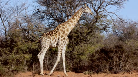 Large-tall-adult-giraffe-walking-across-African-desert-grassland,-closeup