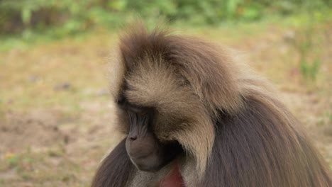 Close-up-portrait-of-an-isolated-Gelada-baboon-male-looking-around-with-piercing-eyes-in-Libanos-Ethiopia