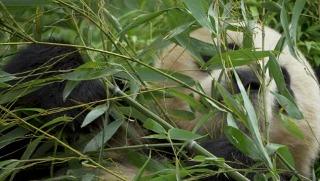 Nahaufnahme-Eines-Lustigen-Riesenpandas,-Der-Mit-Zweigen-In-Den-Bergen-Im-Südwesten-Chinas-Spielt