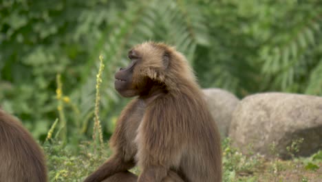 One-Gelada-baboon-female-feeding-in-Ethiopian-Highlands,-jungle-background