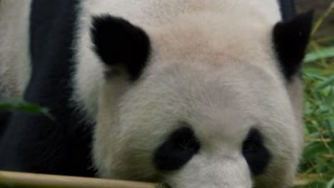 Eine-Epische-Sequenz-Eines-Riesigen-Pandas,-Der-Bambus-In-Zeitlupe-Durch-Dichte-Vegetation-Trägt
