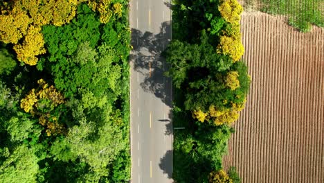 TOP-VIEW-OF-BEAUTIFUL-ROAD-IN-BETWEEN-COLORFUL-TREES-AND-CROPLANDS