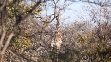 Afrikanische-Giraffe,-Die-Bei-Sonnenaufgang-Zwischen-Bäumen-Und-Busch-Steht,-Rückansicht