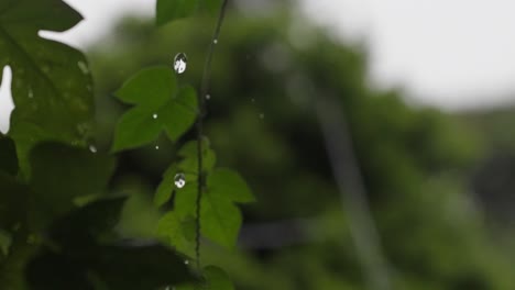 Close-up-gimbal-of-rainwater-falling-from-roof-and-foliage-in-background