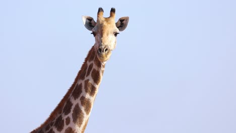 Africa-safari-tour,-wild-adult-giraffe-looking-at-camera-in-national-park