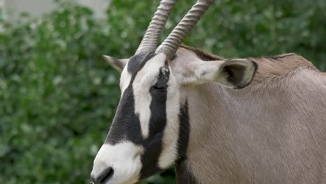 Close-up-portrait-of-an-isolated-Gemsbok-male-surrounded-by-green-bushes-in-southern-Africa