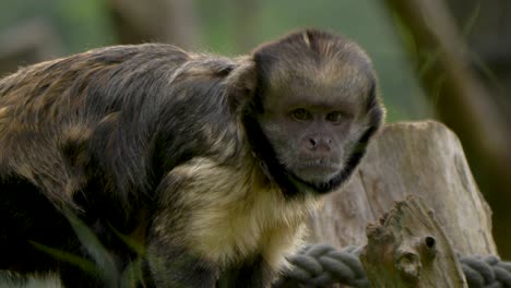 Close-up-tracking-shot-of-a-young-brown-capuchin-monkey-