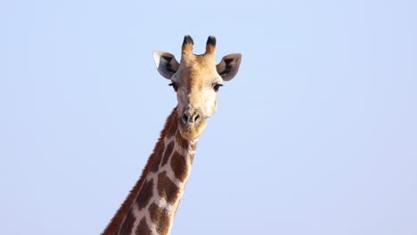 Beautiful-wild-adult-giraffe-looking-at-camera-in-African-national-park,-closeup