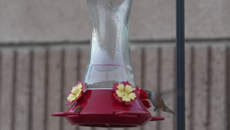 A-female-broad-tailed-hummingbird-eats-from-a-sugar-water-feeder-in-the-backyard---can-be-looped