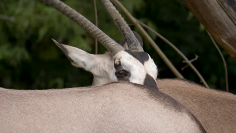 Close-up-of-large-heard-of-gemsbucks-with-spectacular-horns-feeding-on-the-African-savannah