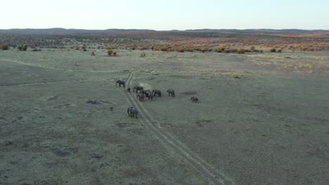 Aerial-View-of-African-Elephant-Herd-Stop-to-Feed-on-Open-Savannah-at-Dusk,-Wide-Parallax-Shot