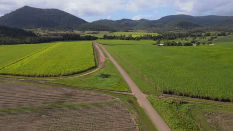 Zuckerrohrplantage-An-Einem-Sonnigen-Tag-In-Preston-In-Der-Nähe-Von-Cedar-Creek-In-Queensland,-Australien