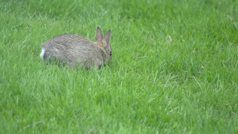 Baby-Eastern-Cottontail-Bunny-Rabbit-Hopping-In-Green-Grass