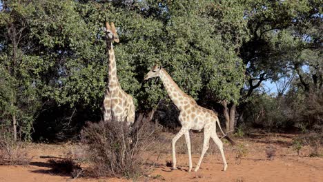 Africa-safari-tour,-wild-giraffes-in-national-park,-mother-and-young-calf